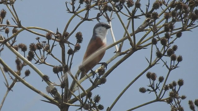 Marsh Seedeater - ML416149211