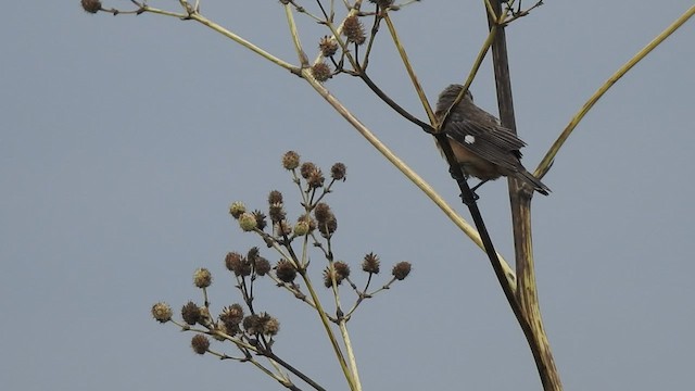 Tawny-bellied Seedeater - ML416149401