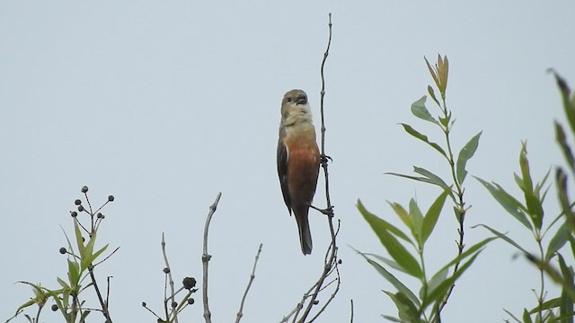 Marsh Seedeater - ML416149411