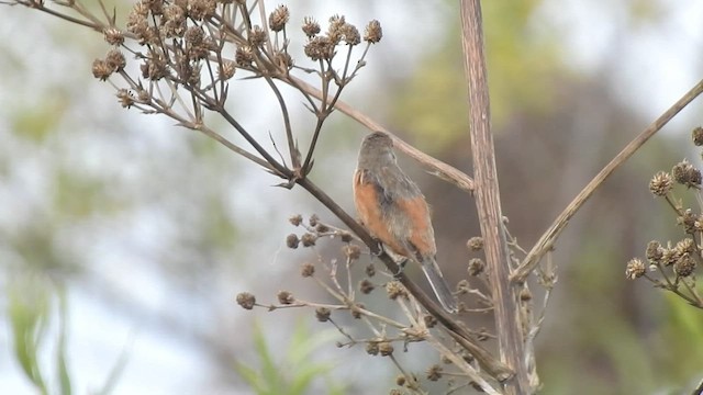 Marsh Seedeater - ML416149451