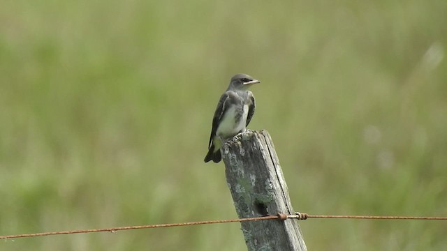 Brown-chested Martin - ML416149461