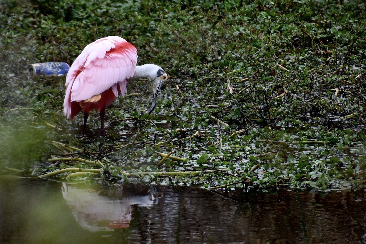 Roseate Spoonbill - Alena Capek