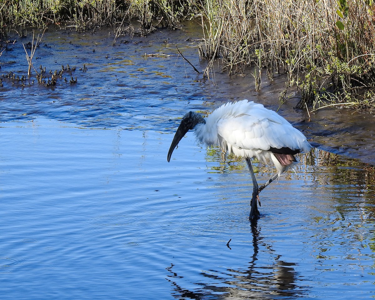 Wood Stork - ML416151571