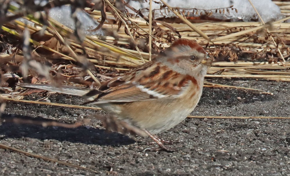 American Tree Sparrow - ML416152751