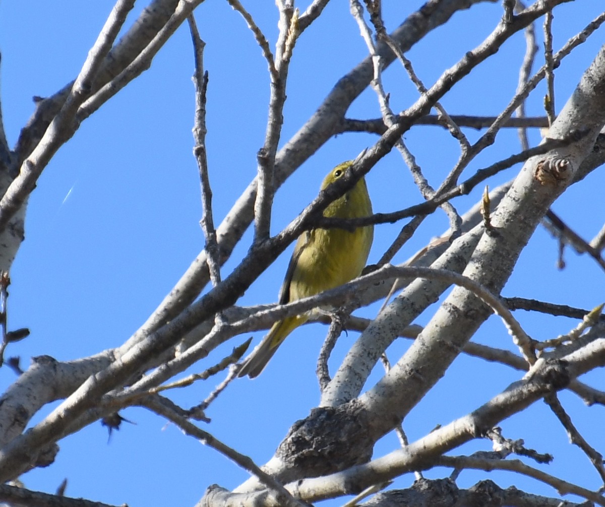 Orange-crowned Warbler - ML416152821