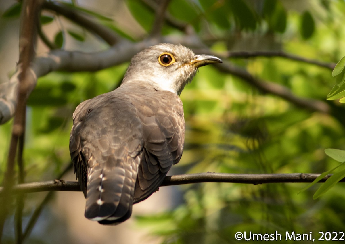 Indian Cuckoo - ML416152881