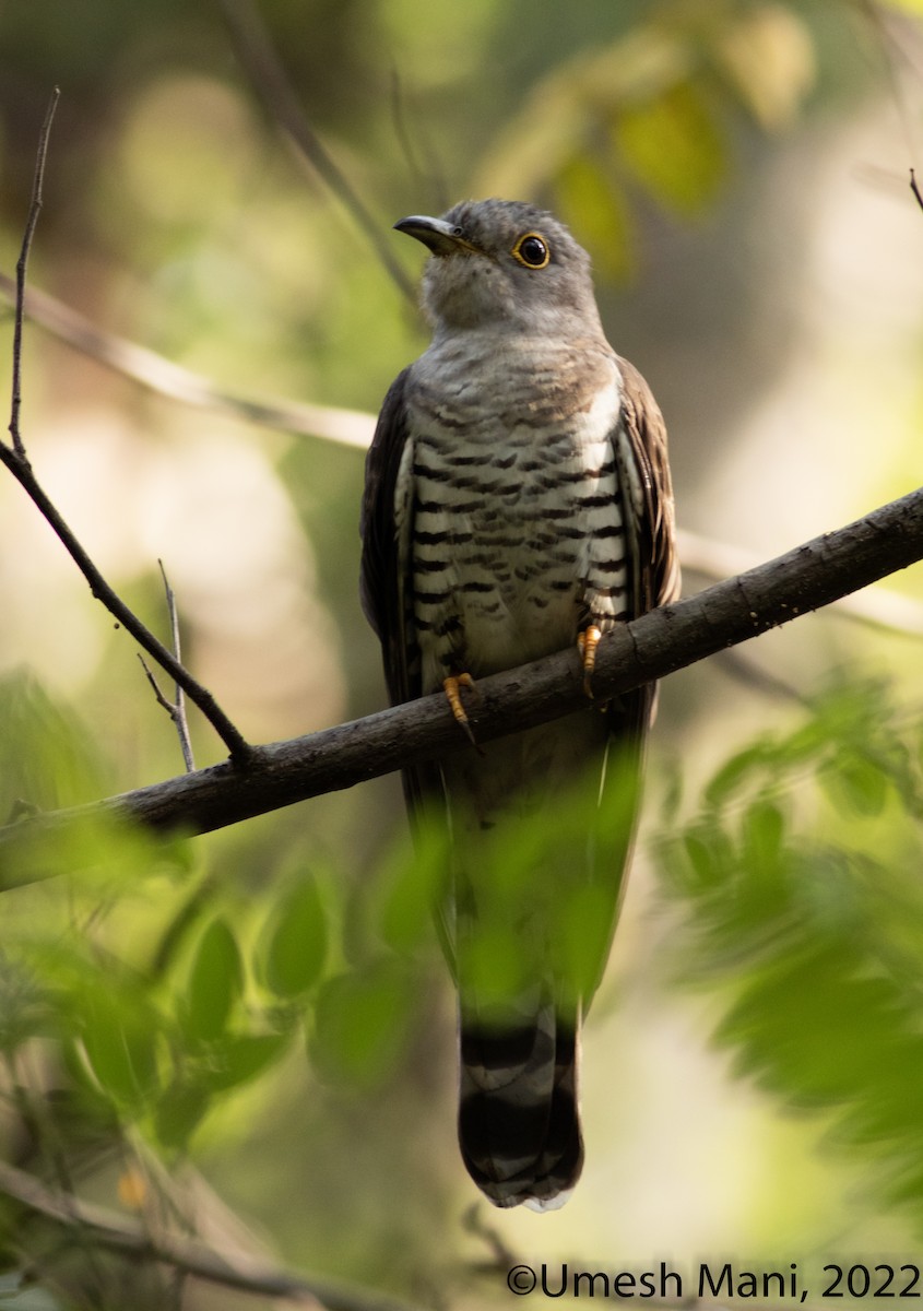 Indian Cuckoo - ML416152921