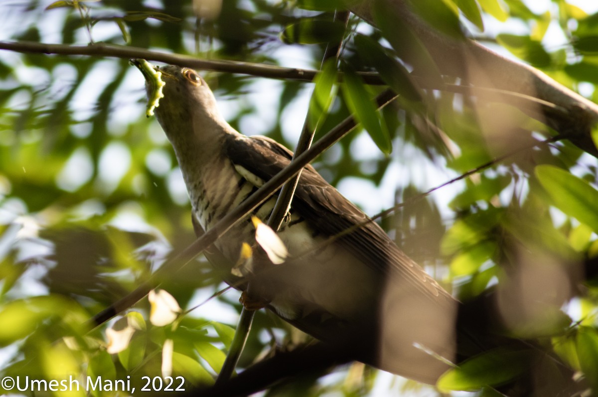 Indian Cuckoo - ML416152941