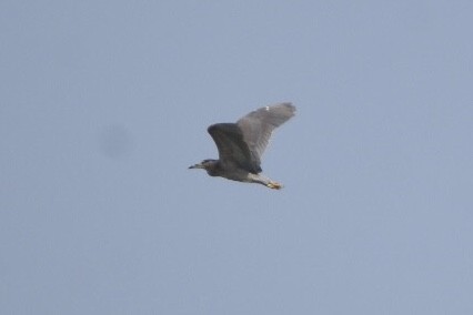 Black-crowned Night Heron - ML416153361