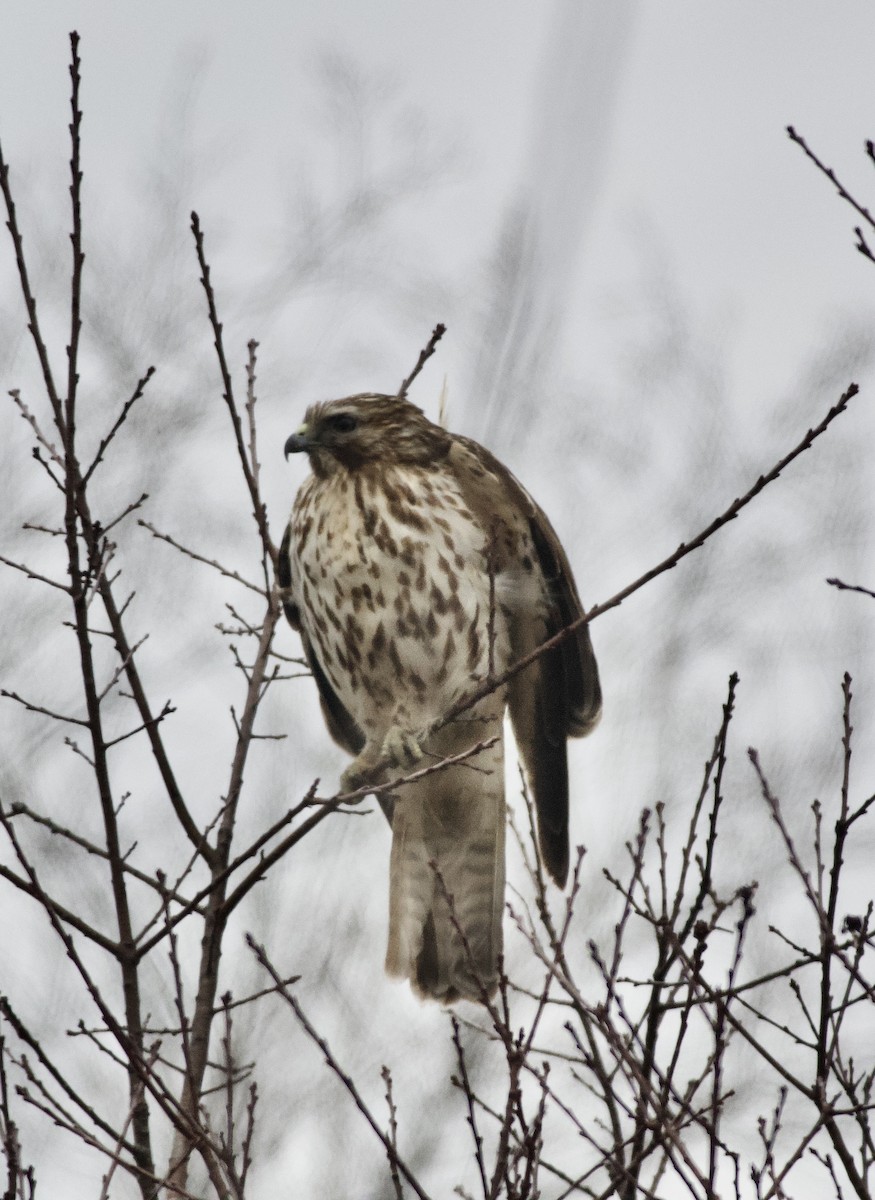 Red-shouldered Hawk - ML416153511