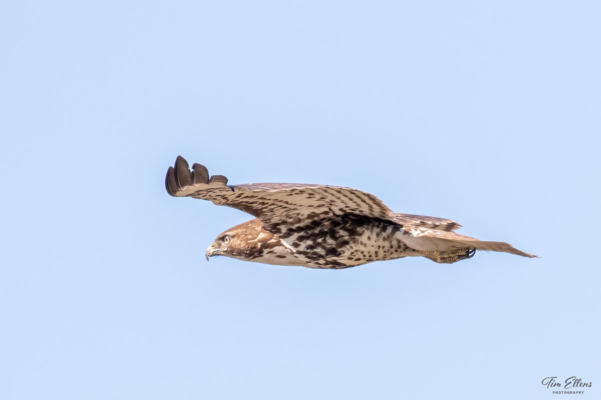 Red-tailed Hawk - Tim Ellens
