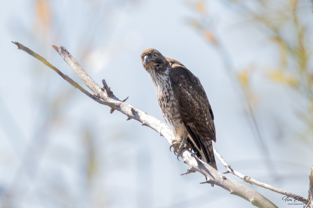 Red-tailed Hawk - Tim Ellens