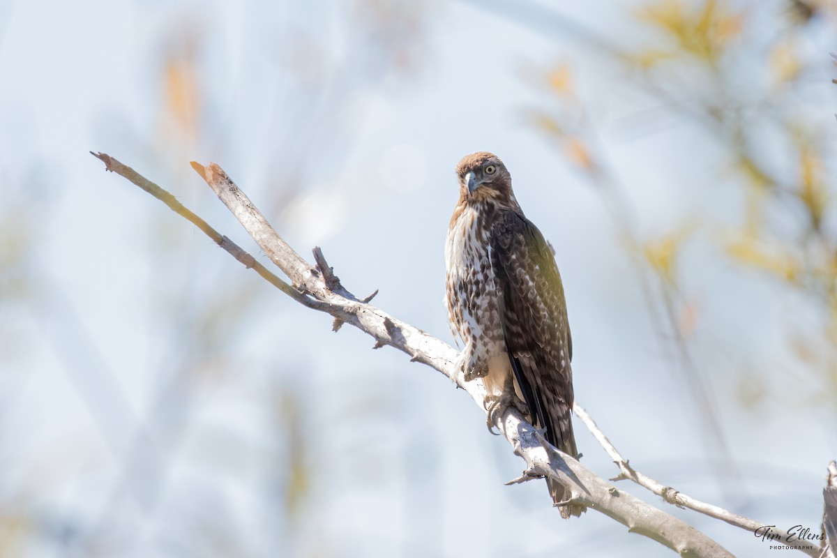 Red-tailed Hawk - ML416156241