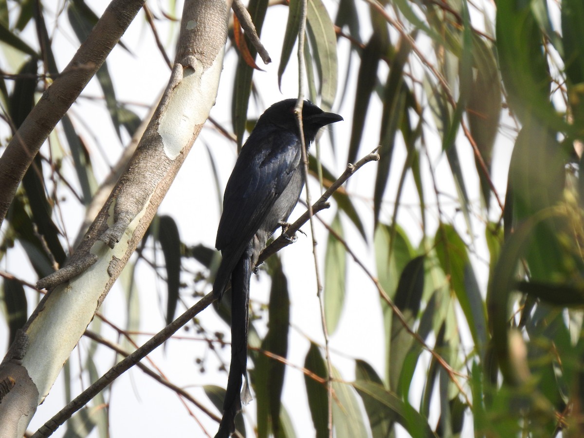 askedrongo - ML416157581
