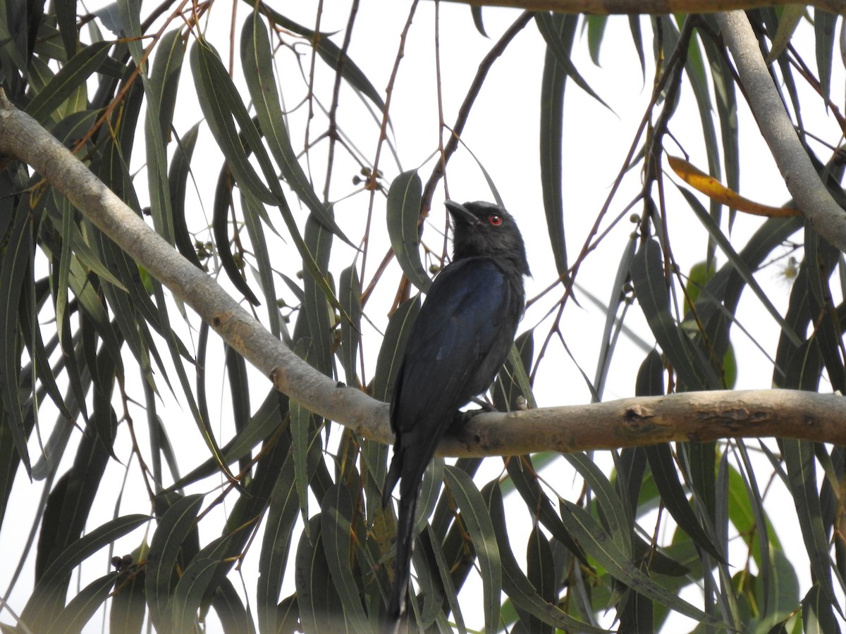 askedrongo - ML416157641