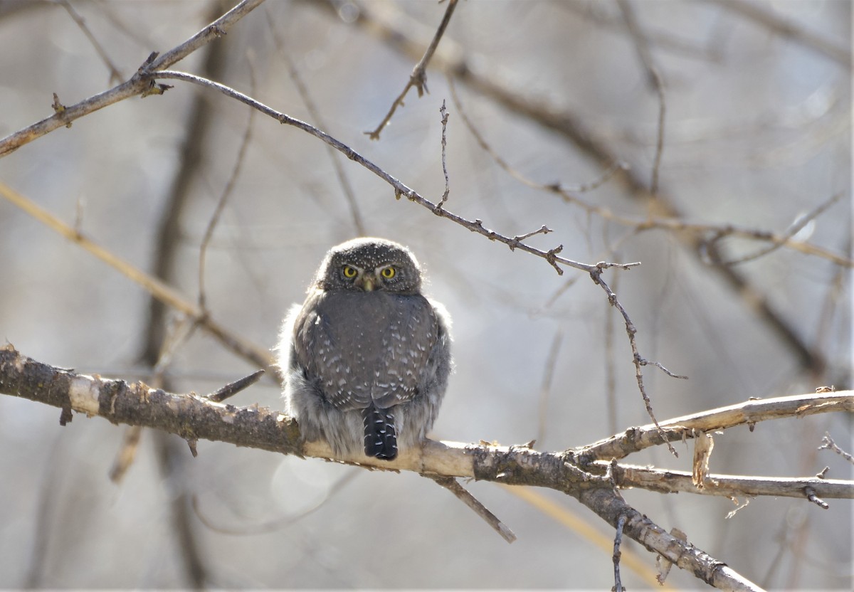 Northern Pygmy-Owl - ML416158821