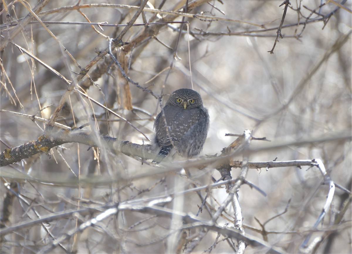 Northern Pygmy-Owl - ML416159081
