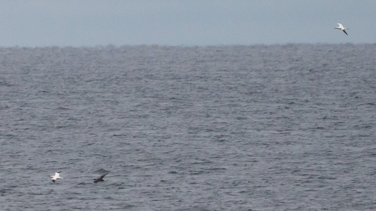 Northern Gannet - ML41616051