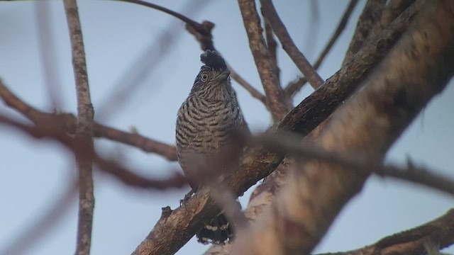 Barred Antshrike - ML416161331