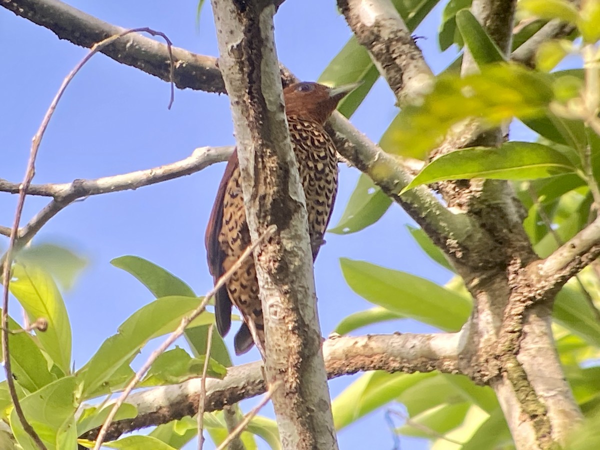 Cinnamon Woodpecker - Christian Walker