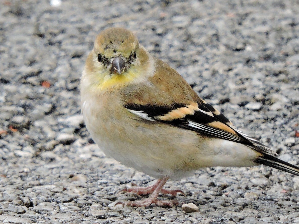 American Goldfinch - ML41616431