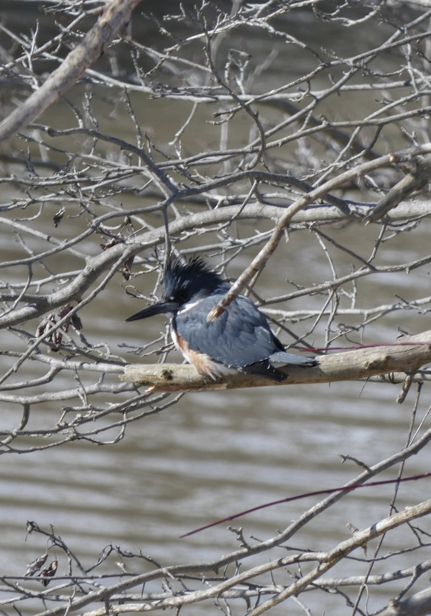 Belted Kingfisher - Robert Brown