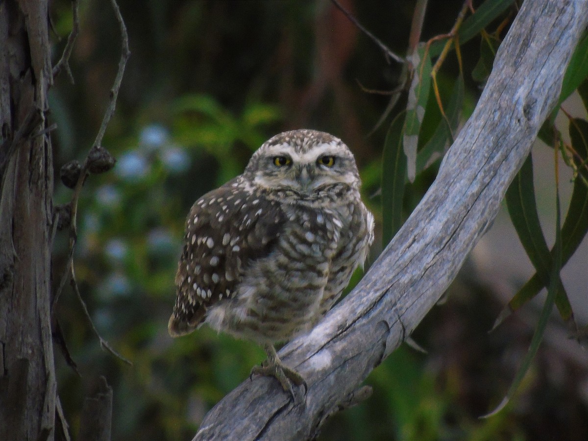 Burrowing Owl - ML416164721