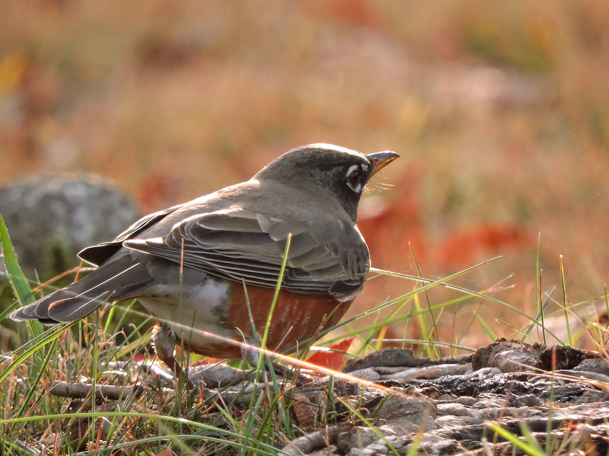 American Robin - ML41616481