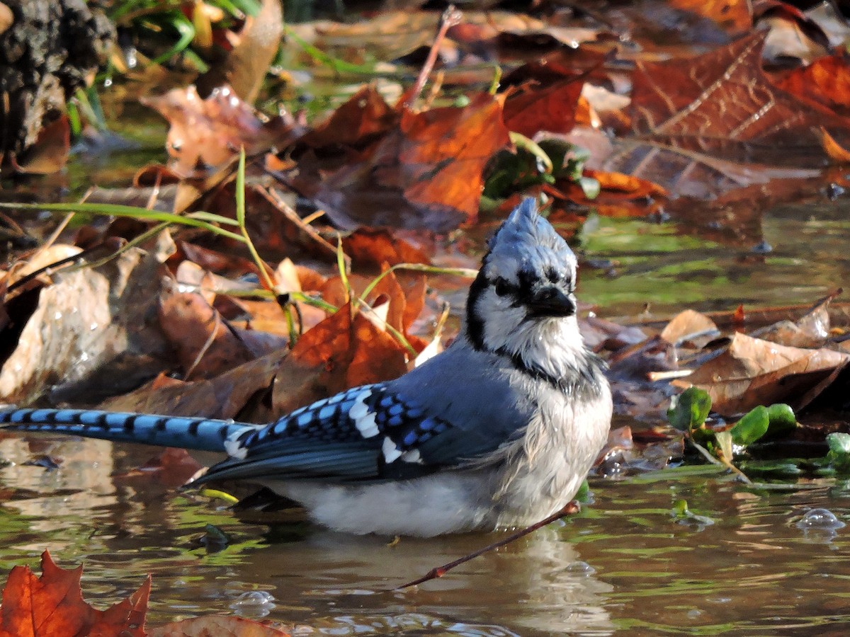 Blue Jay - S. K.  Jones