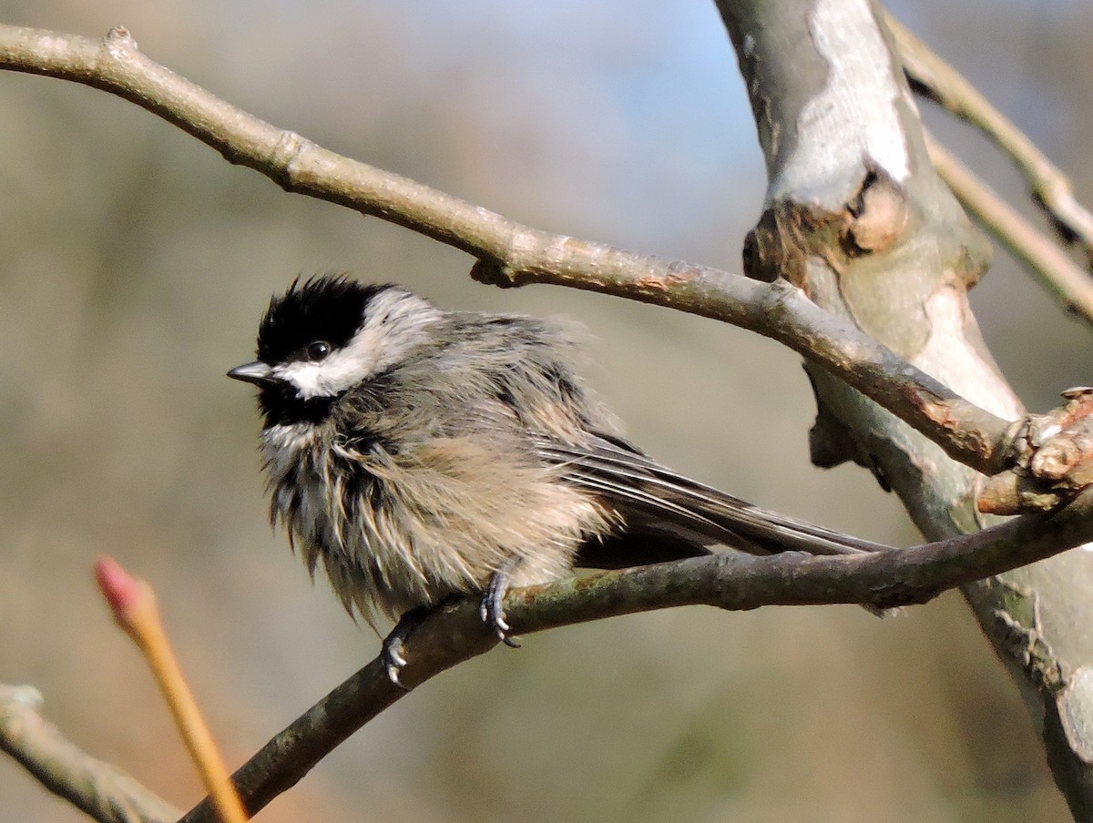 Carolina Chickadee - ML41616601