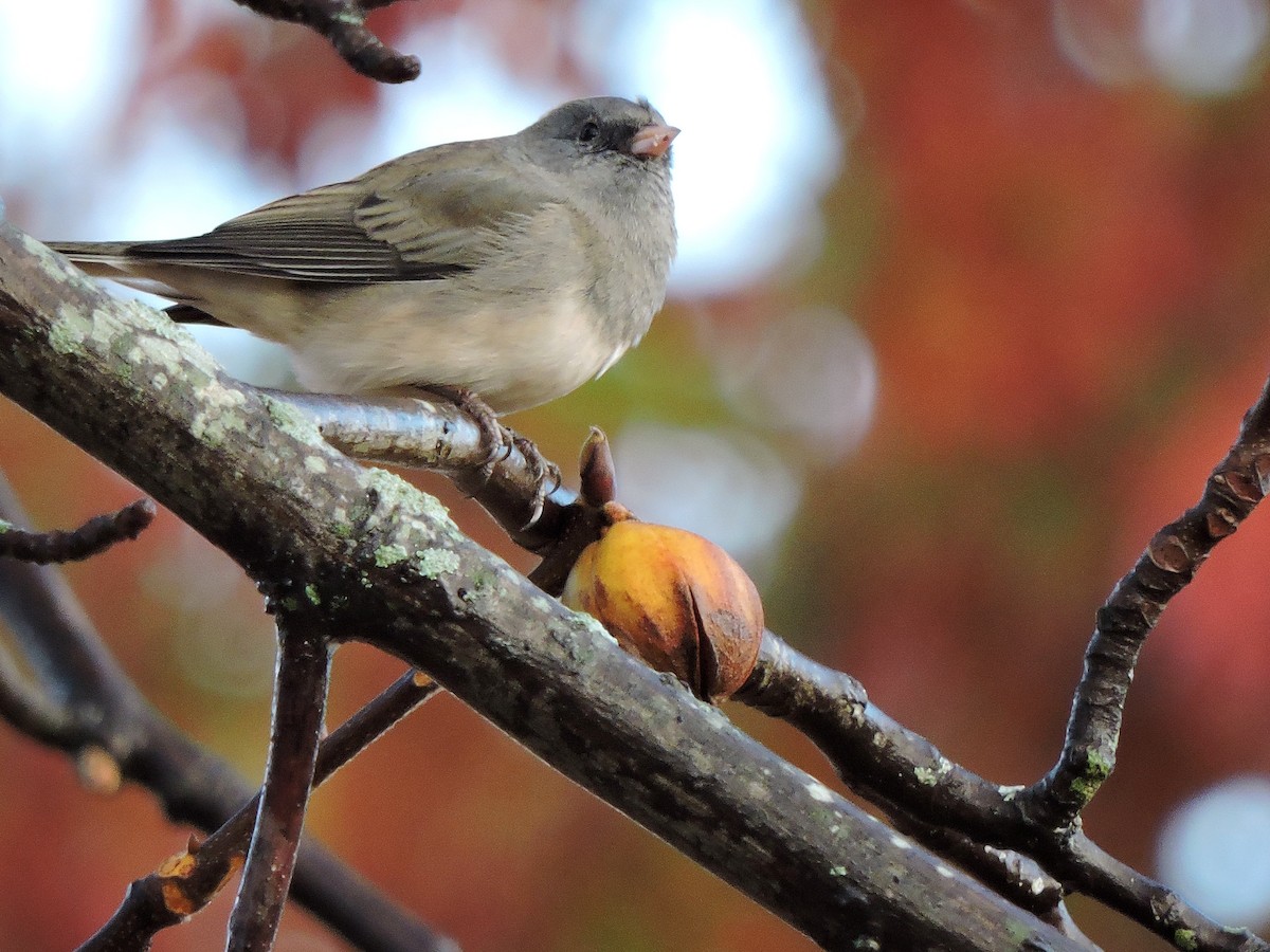 Dark-eyed Junco - ML41616711