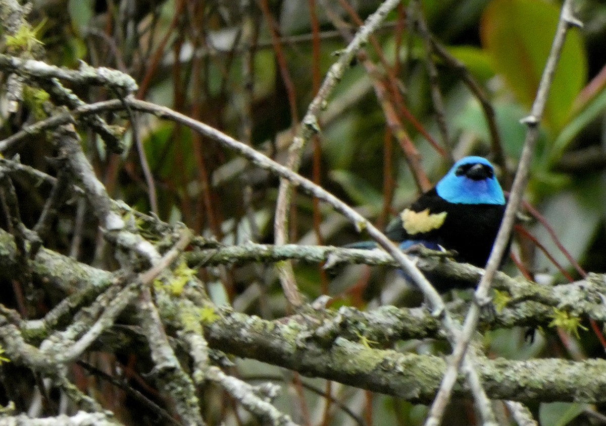 Blue-necked Tanager - ML416167161