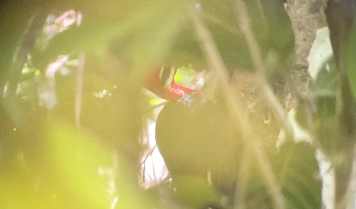 Crimson-bellied Woodpecker (Splendid) - ML416168281