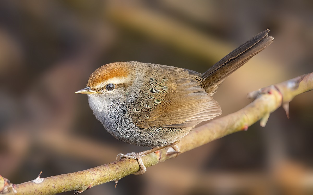 Gray-sided Bush Warbler - ML416168641