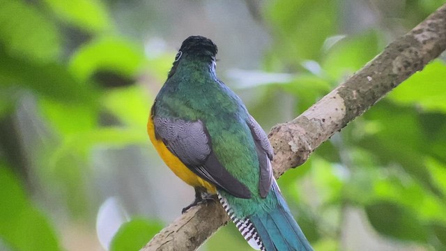 Northern Black-throated Trogon - ML416169401