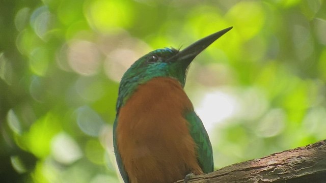 Great Jacamar - ML416169601