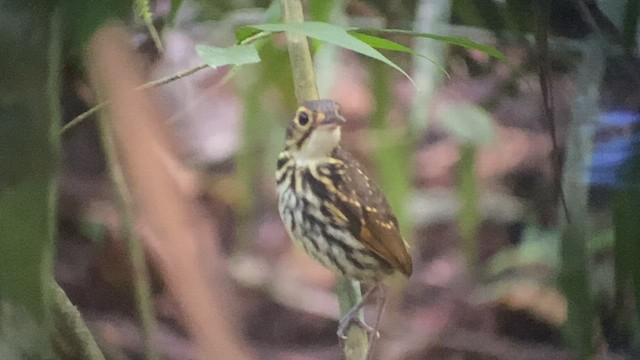 Streak-chested Antpitta - ML416169771