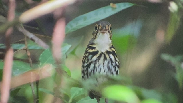 Streak-chested Antpitta - ML416169781