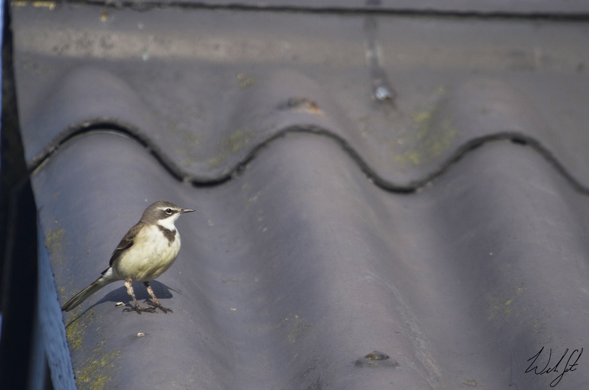 Cape Wagtail - Will Sweet