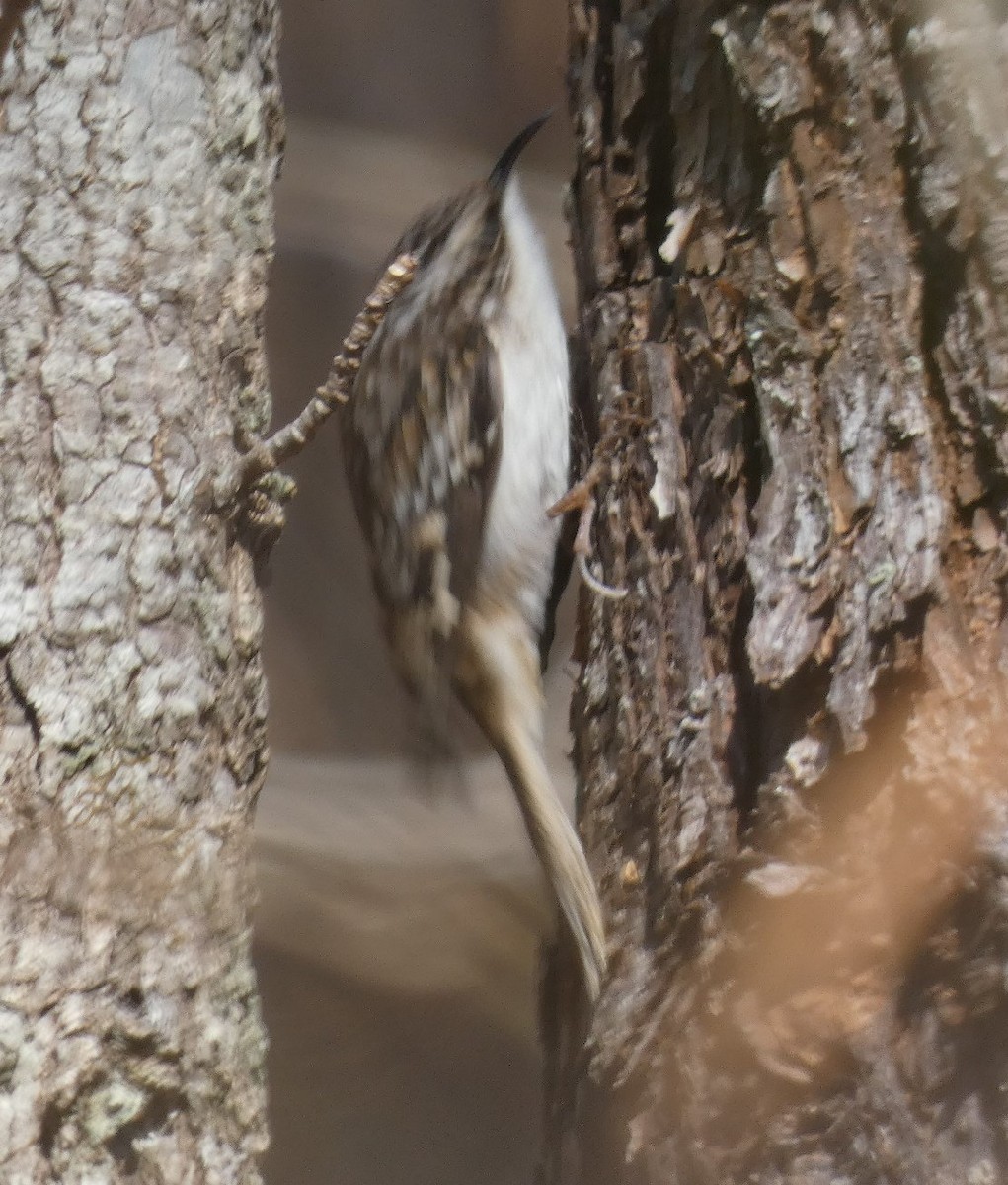 Brown Creeper - ML416170321