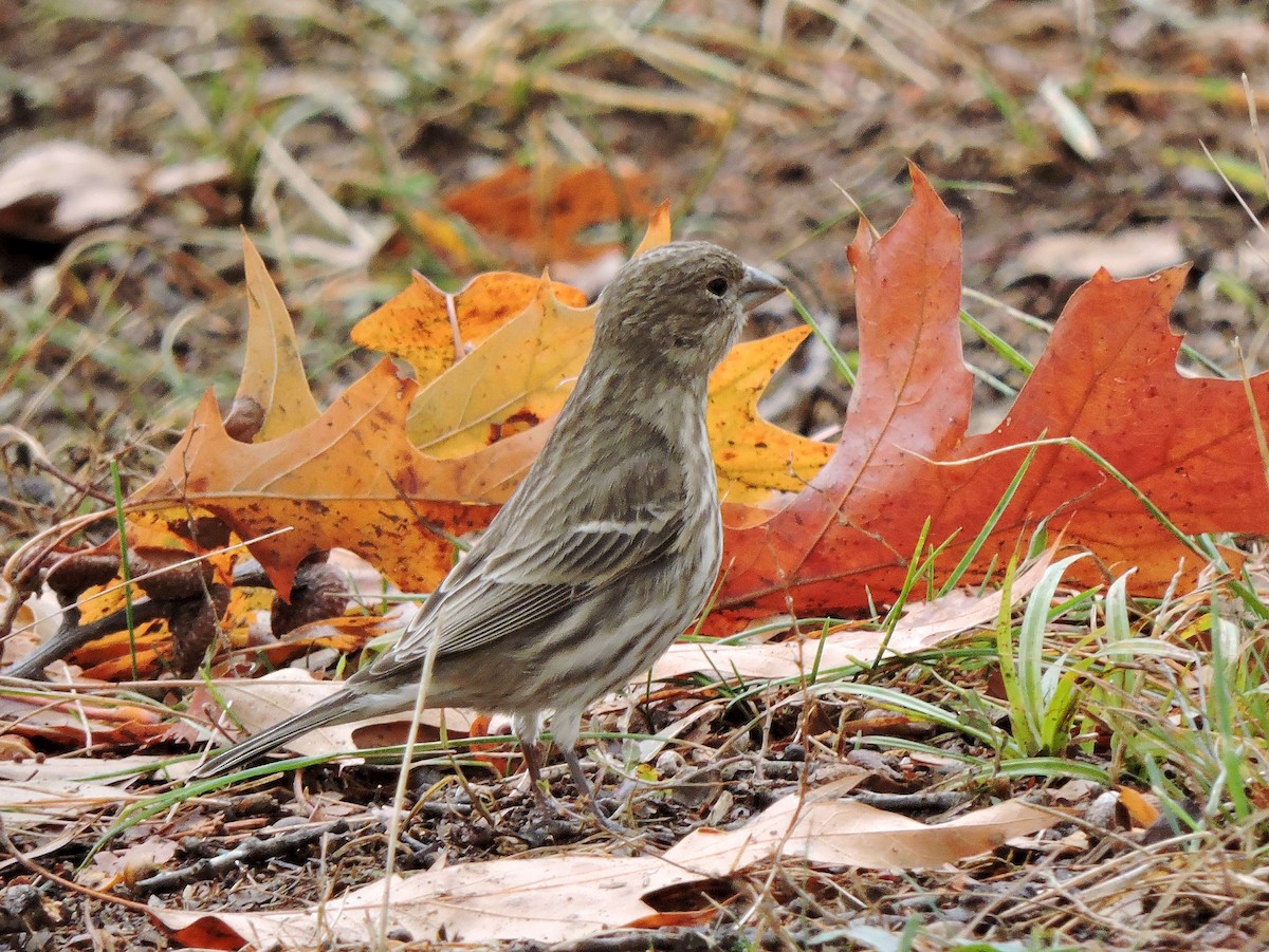 House Finch - ML41617041