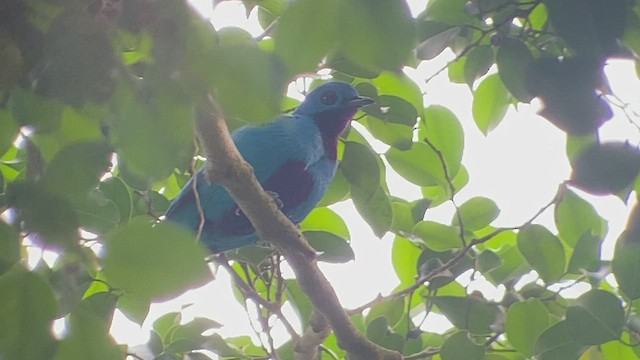 Cotinga bleu - ML416172011