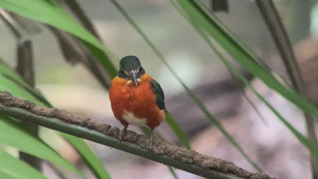 American Pygmy Kingfisher - ML416172111