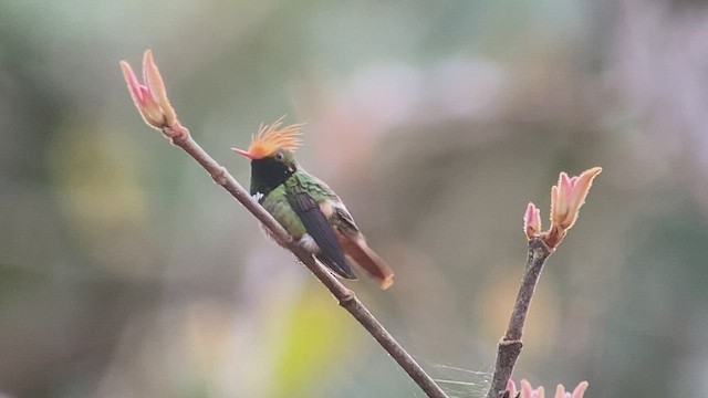 Rufous-crested Coquette - ML416172401