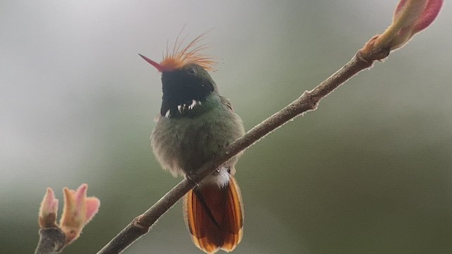 Rufous-crested Coquette - ML416172491