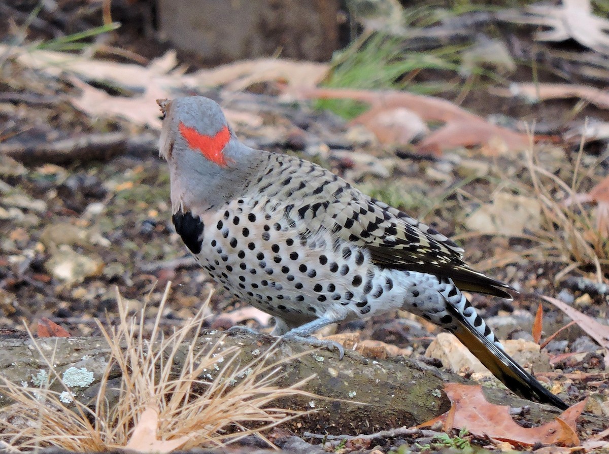 Northern Flicker - S. K.  Jones