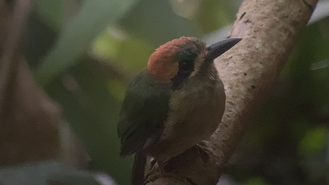 Tody Motmot - ML416173101