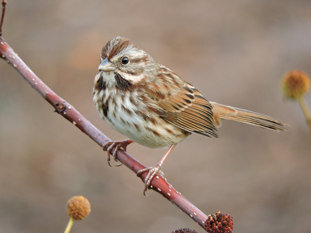 Song Sparrow - ML41617321