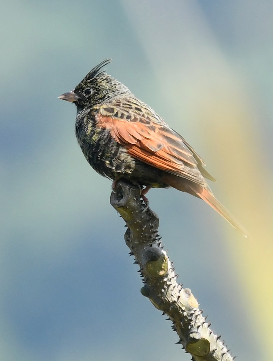 Crested Bunting - Shanda Huang