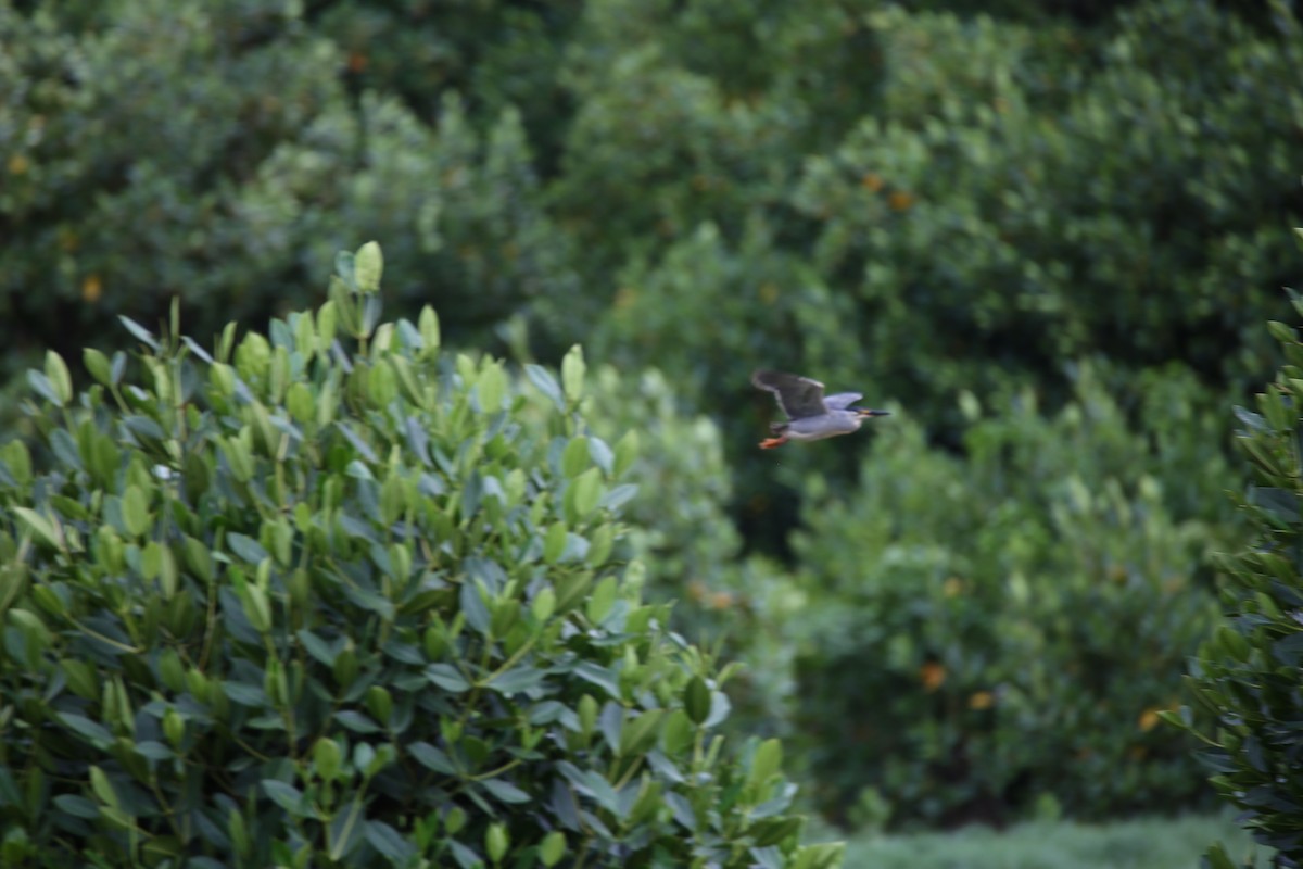 Striated Heron - ML416174001